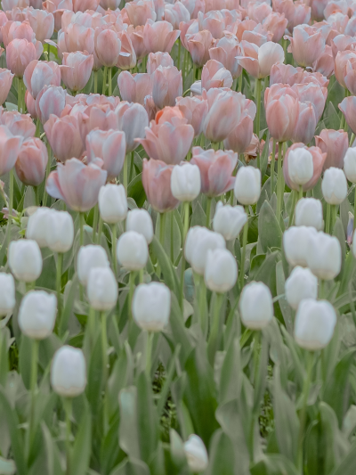 春天里的郁金香总能让世间多一份浪漫
（图源:部分来源weibo :七号，部分来源网络，侵删）