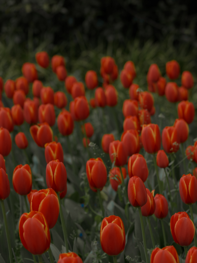 春天里的郁金香总能让世间多一份浪漫
（图源:部分来源weibo :七号，部分来源网络，侵删）