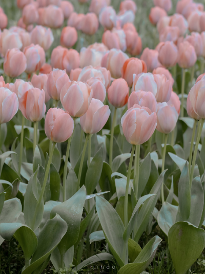 春天里的郁金香总能让世间多一份浪漫
（图源:部分来源weibo :七号，部分来源网络，侵删）