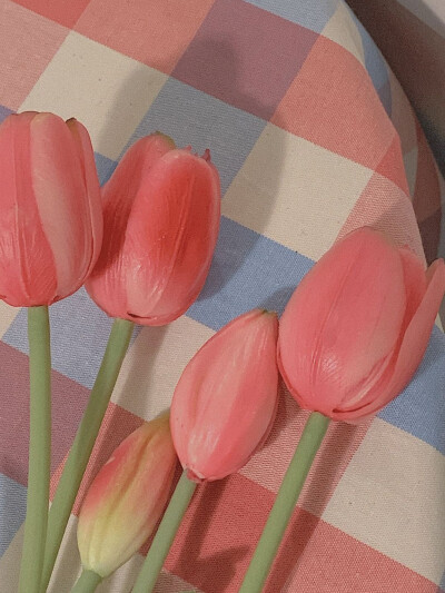 春天里的郁金香总能让世间多一份浪漫
（图源:部分来源weibo :七号，部分来源网络，侵删）