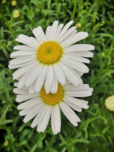 小雏菊