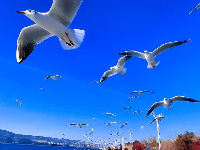 杨超越│航海少女