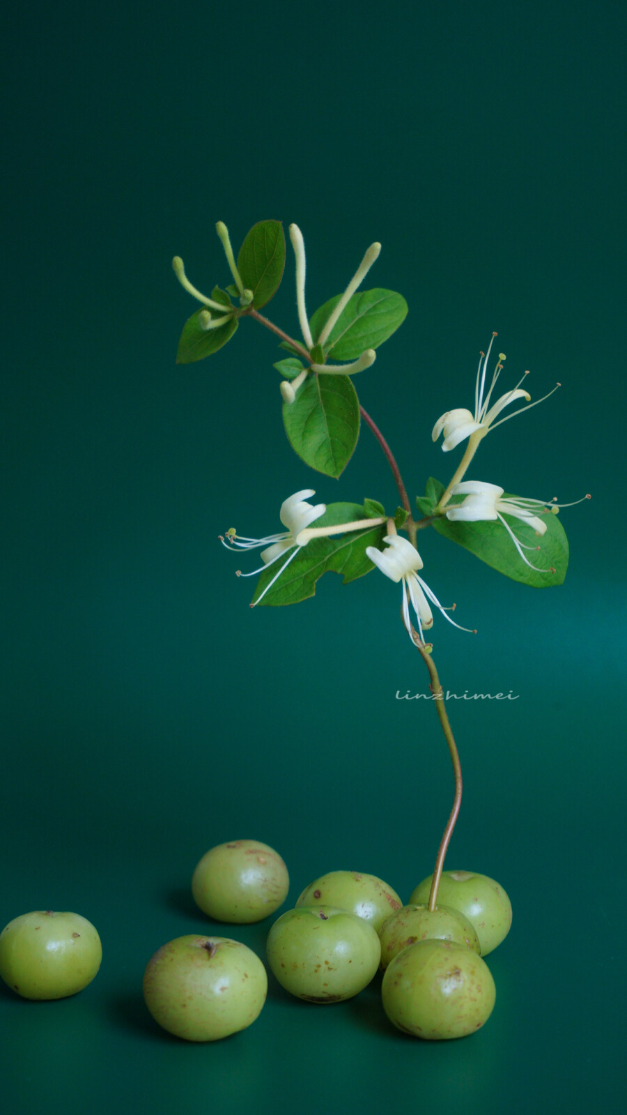 已识乾坤大犹怜草木青