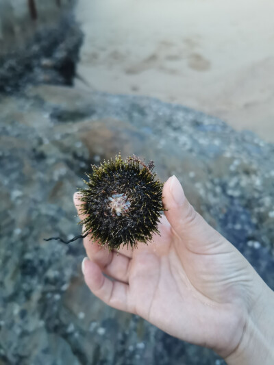 盐分成海