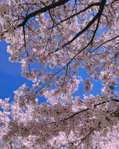 春天来的很慢 春天才有浪漫