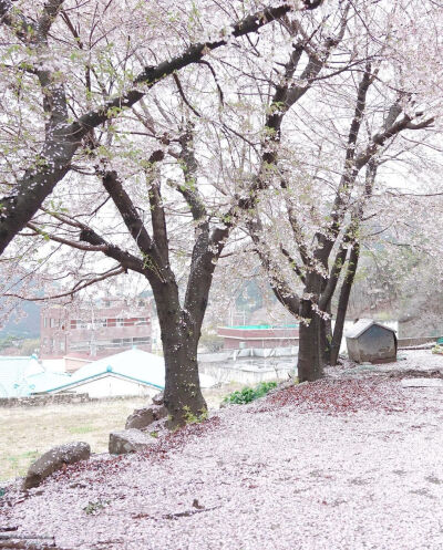 春天来的很慢 春天才有浪漫