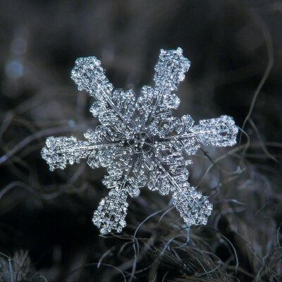 没有一片相同的雪花