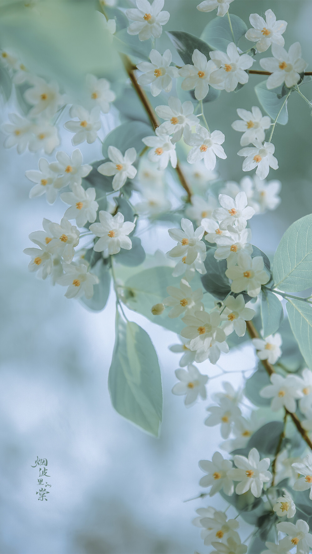 花卉