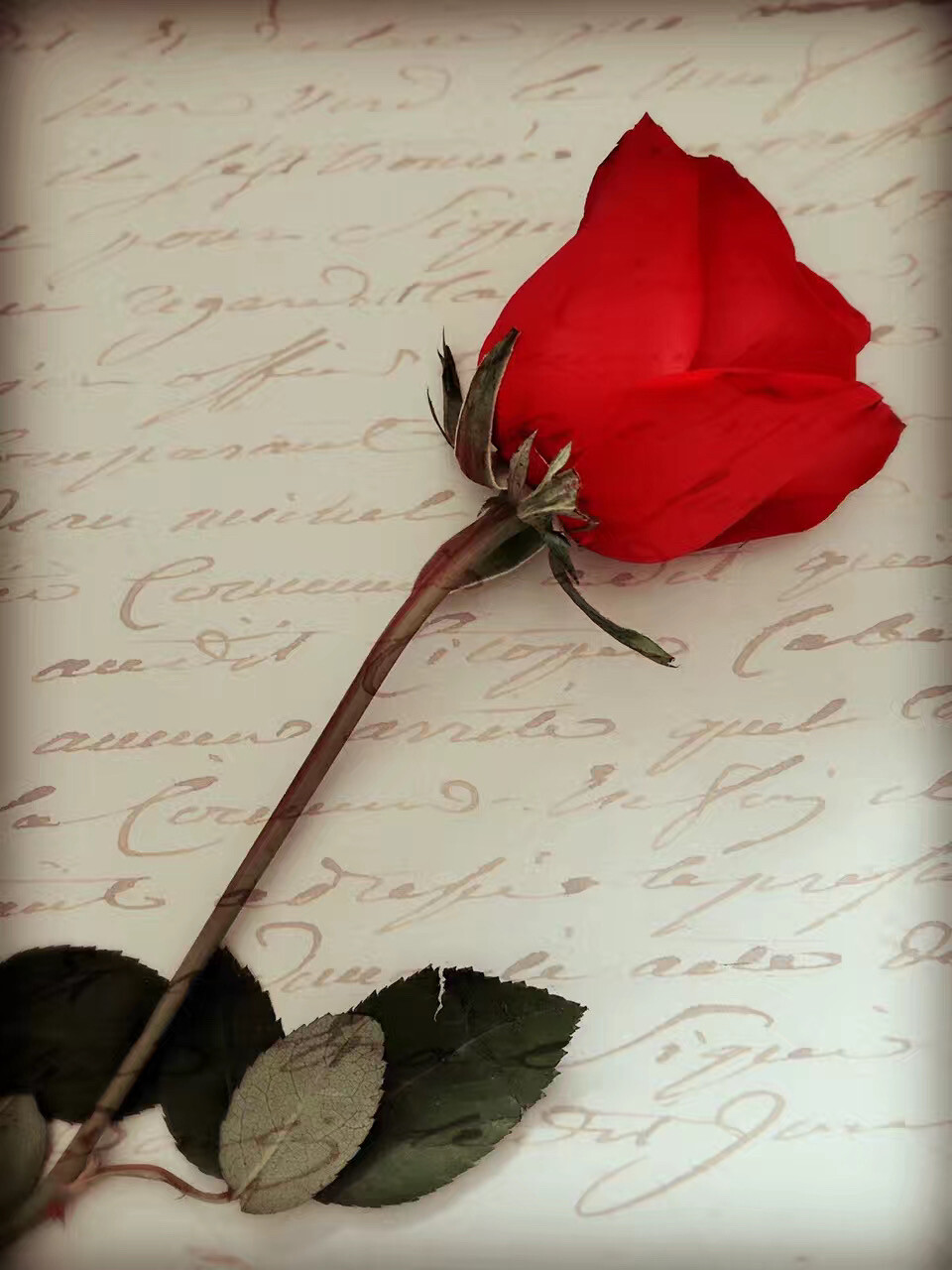 赠人玫瑰,手有余香