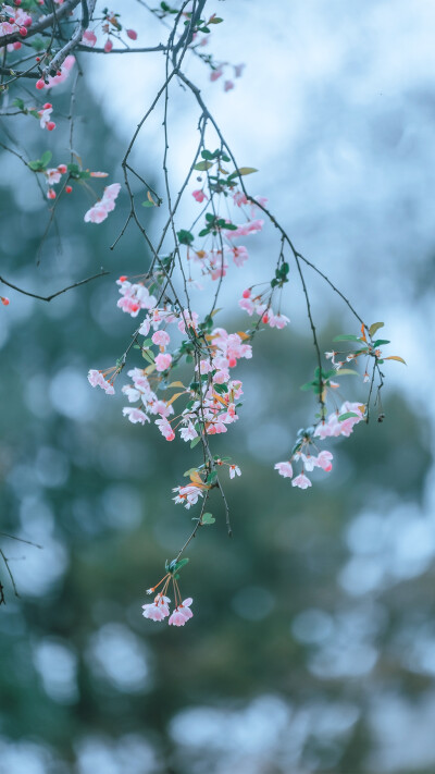 清爽壁纸 