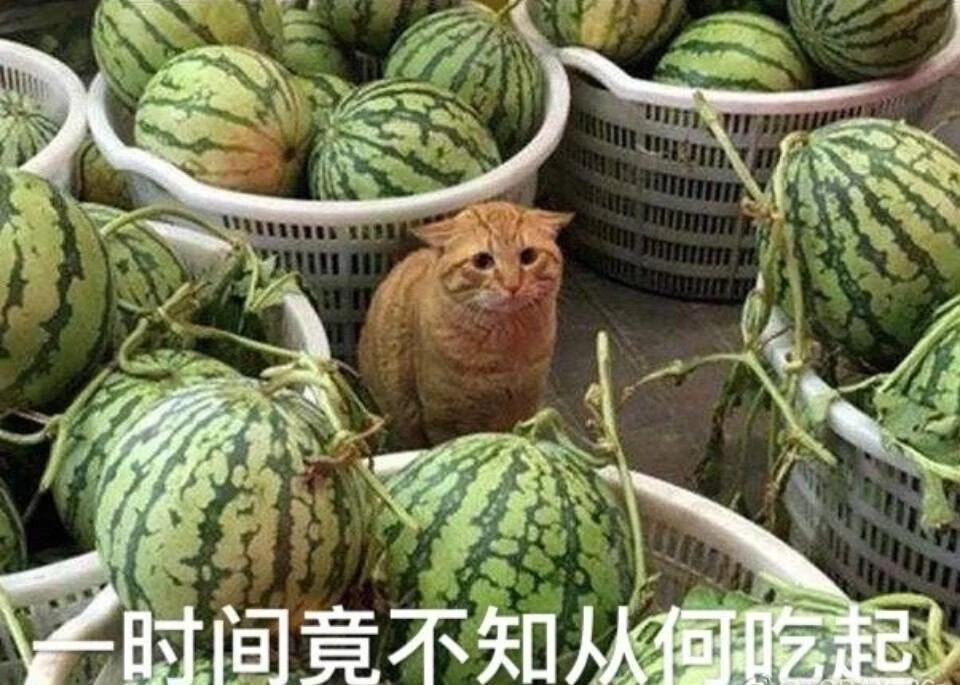 小猫咪表情包