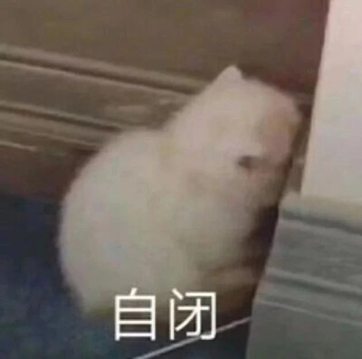 小猫咪表情包