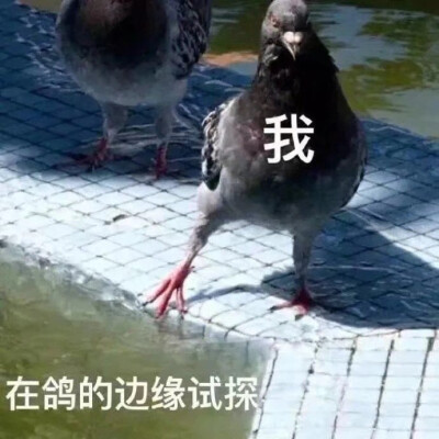 表情包