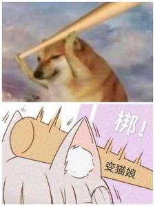 猫猫表情包