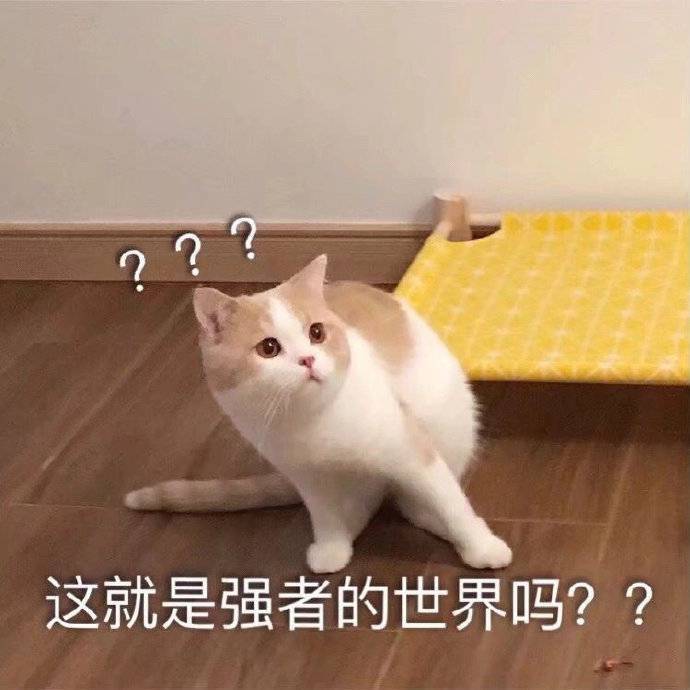 猫猫表情包