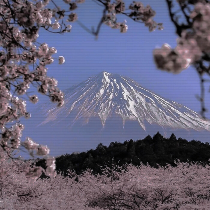 樱花 富士山 背景 ins