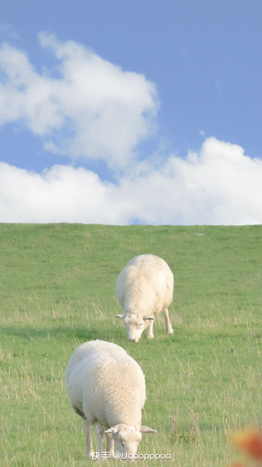 自己存的壁纸，清空一下手机内存