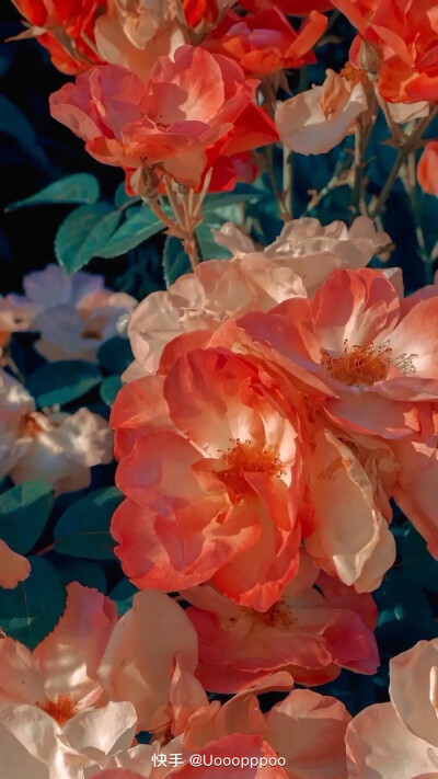 自己存的壁纸，清空一下手机内存