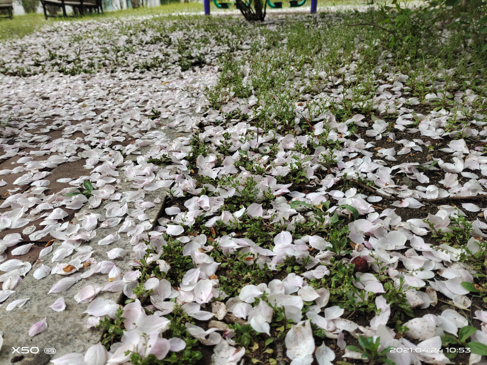 落红不是无情物，化作春泥更护花