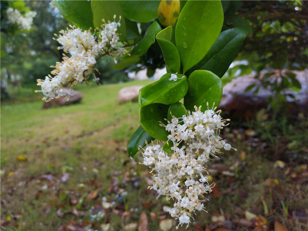 美丽吉安：暮春四月小蜡花开 洁白如雪气味芬芳
小蜡花开如雪,芬芳了暮春四月。4月27日，在江西吉安城南市民广场内，一串串像爆米花的小蜡花在青翠的树篱丛中盛情绽放,洁白如雪、气味芬芳，让人陶醉。（摄/肖勇）