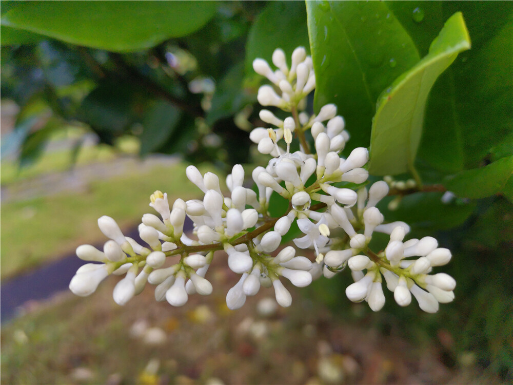 美丽吉安：暮春四月小蜡花开 洁白如雪气味芬芳
小蜡花开如雪,芬芳了暮春四月。4月27日，在江西吉安城南市民广场内，一串串像爆米花的小蜡花在青翠的树篱丛中盛情绽放,洁白如雪、气味芬芳，让人陶醉。（摄/肖勇）