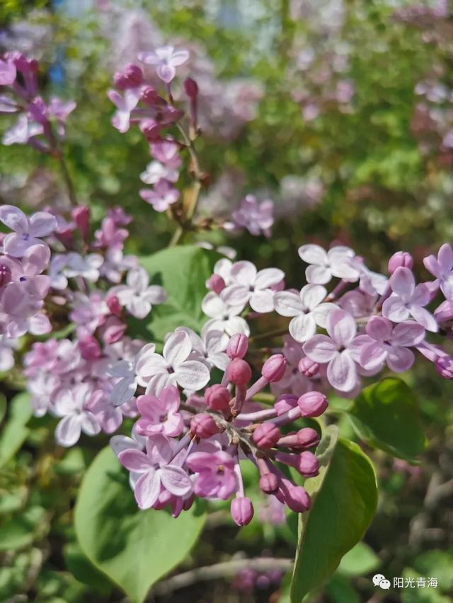 丁香花