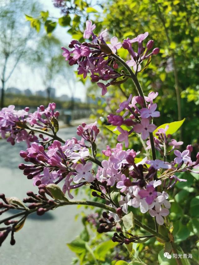 丁香花