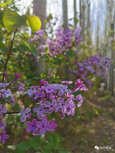 丁香花