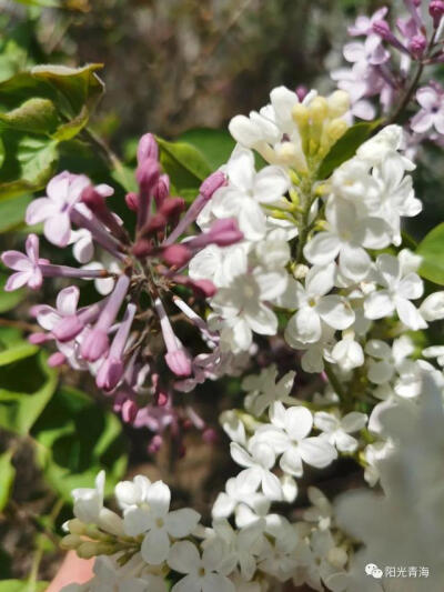 丁香花