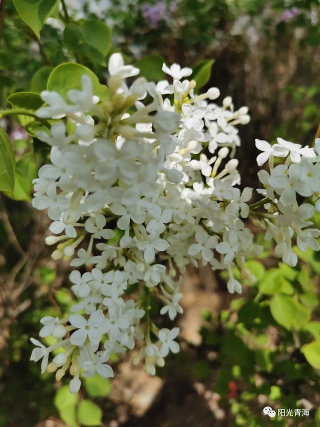 丁香花