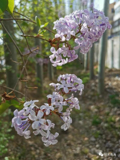 丁香花