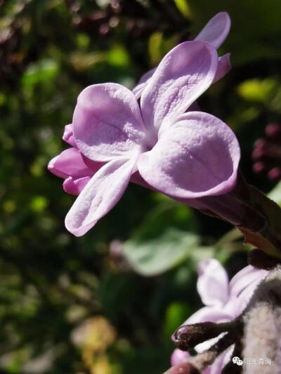 丁香花