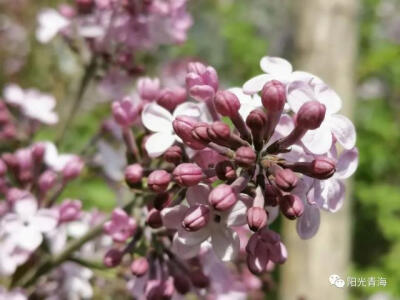 丁香花