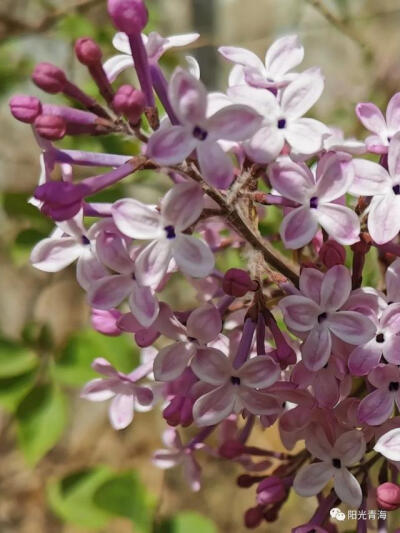 丁香花