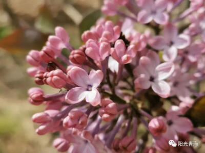 丁香花