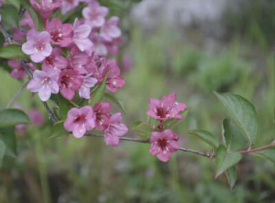 锦带花