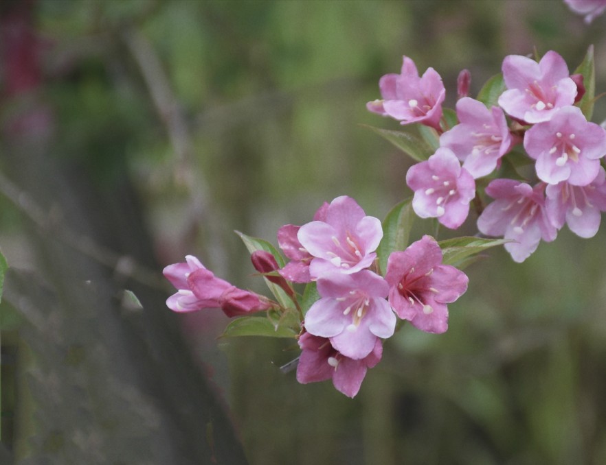 锦带花