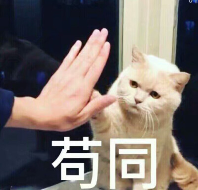 鄙视偷图