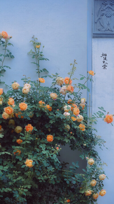 来自微博，烟波里的棠