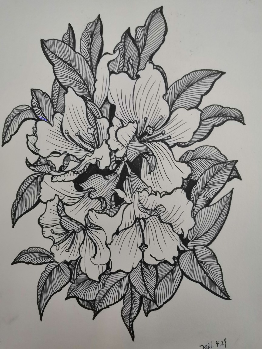 线描杜鹃花
