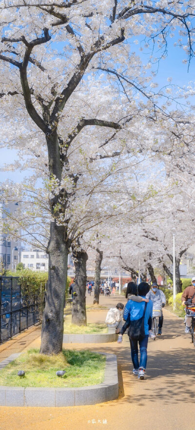 樱花浪漫
摄影@俞大锤