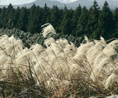 植物