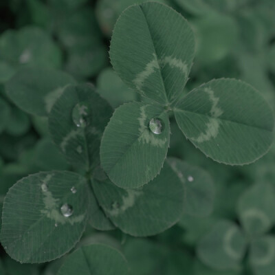 “茫茫人世中 無意晚來風” ​​​
摄影:昔喜西