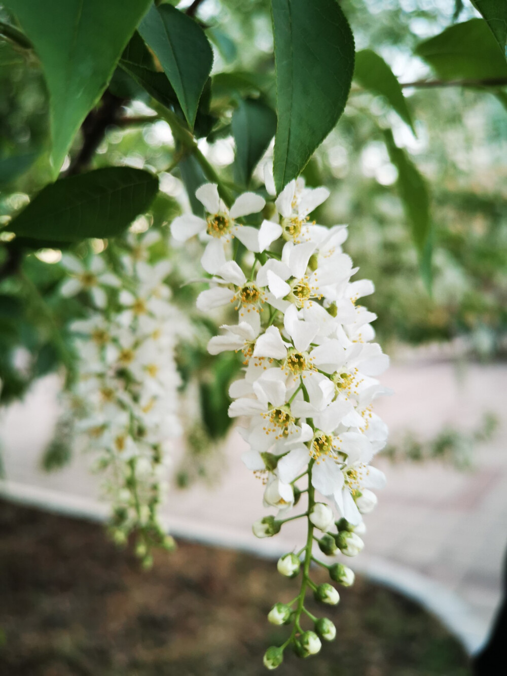 春天的花花