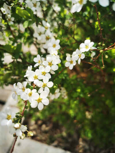 春天的花花