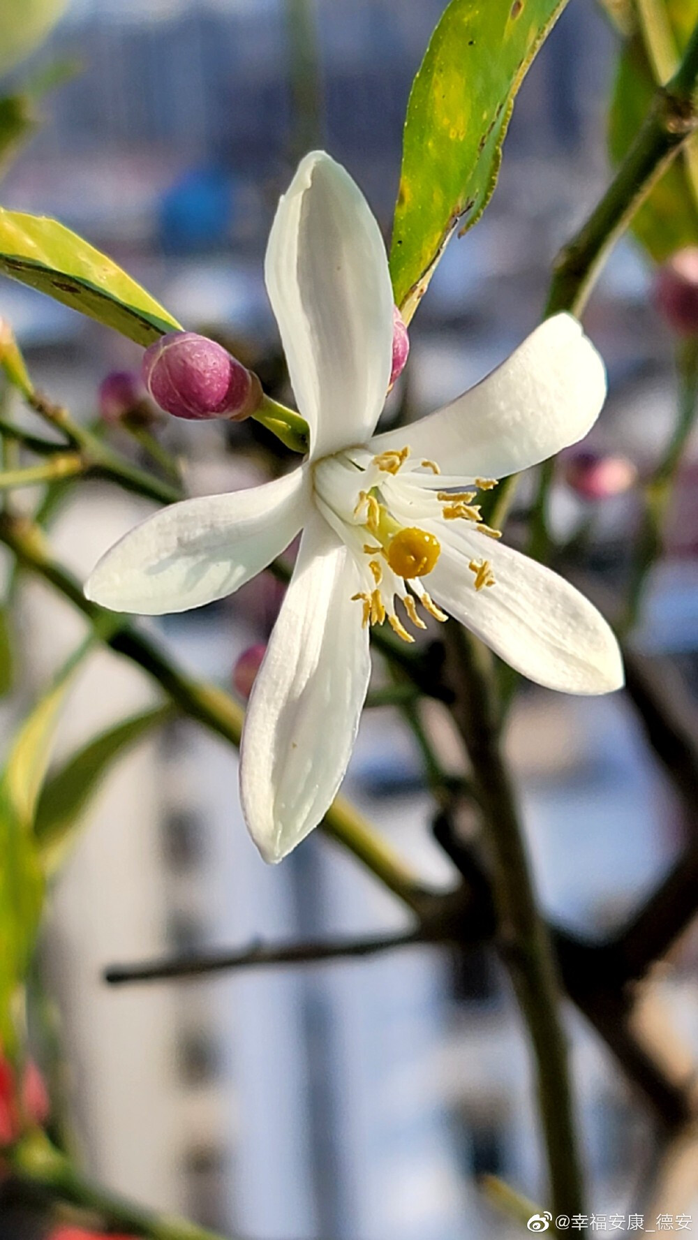 柠檬花