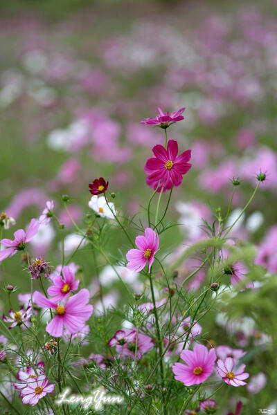 波斯菊