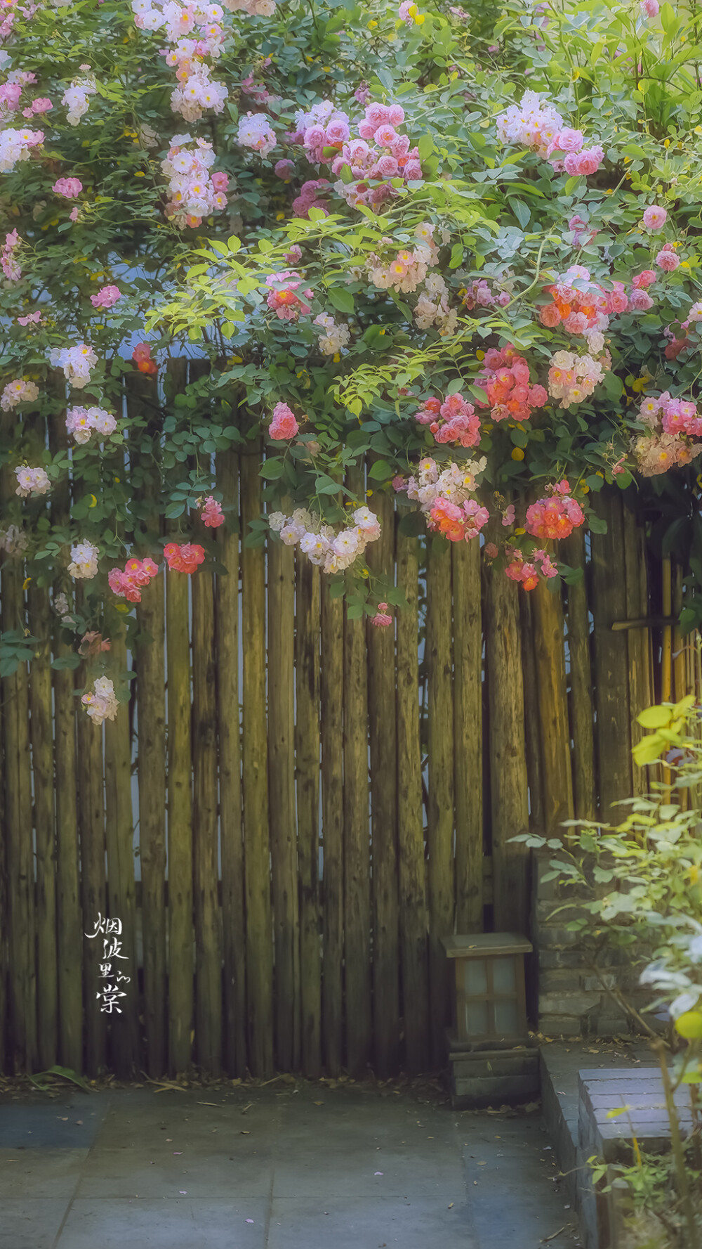 我们去踏青吧##阡陌花开# 开满蔷薇的小院子 摄影@烟波里的棠