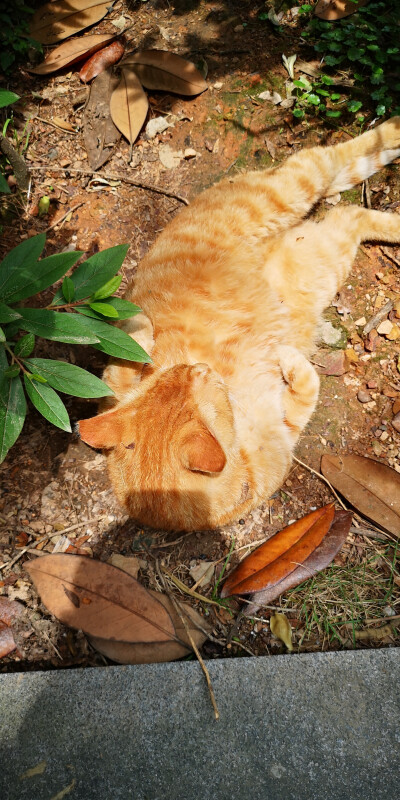 做一只有人投喂的流浪猫其实也不错