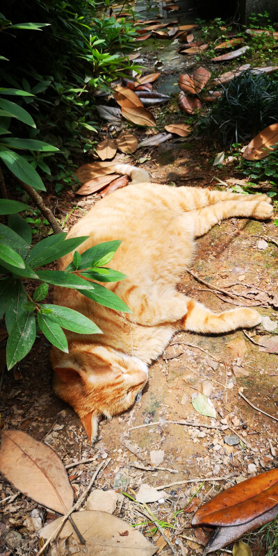 做一只有人投喂的流浪猫其实也不错